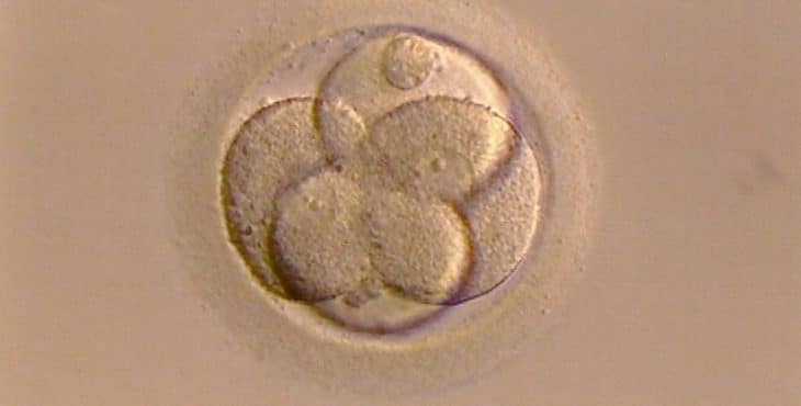 Ovulo fertilizado en proceso de desarrollo