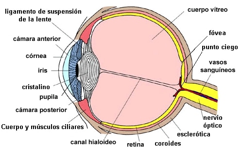 Anatomia del ojo