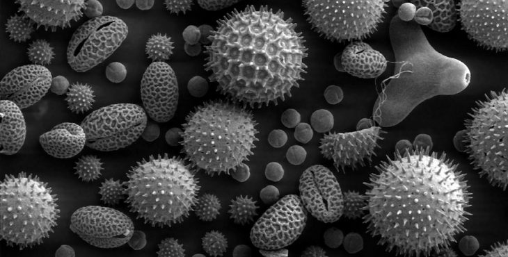 Microfotografia del polen