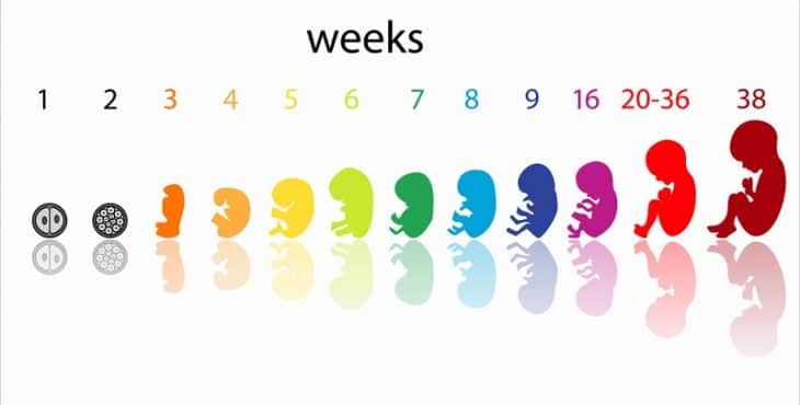 Desarrollo del feto