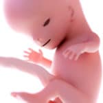 Detalle feto semana 11 embarazo