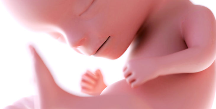 desarrollo fetal semana 14