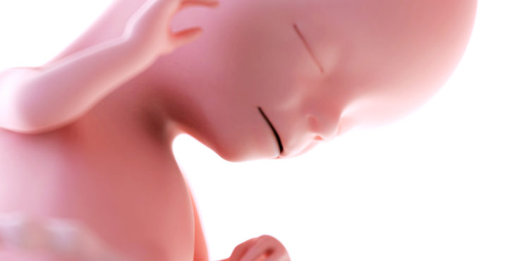 desarrollo fetal 18 semanas