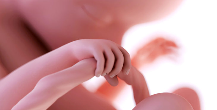 desarrollo fetal semana 18 de embarazo