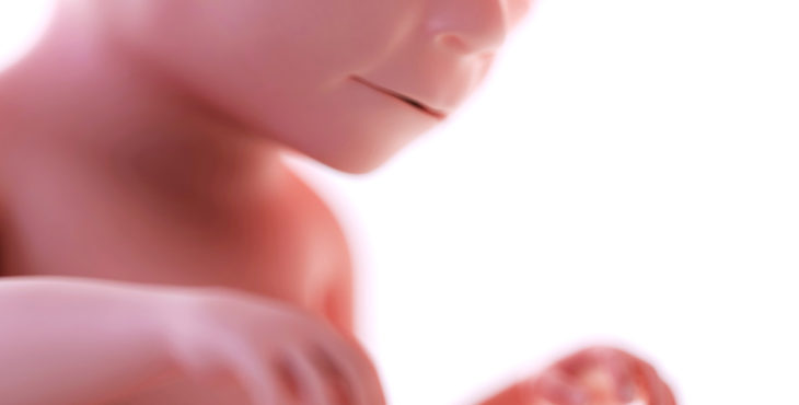 desarrollo fetal semana 20 de embarazo
