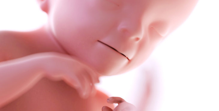 desarrollo fetal semana 19