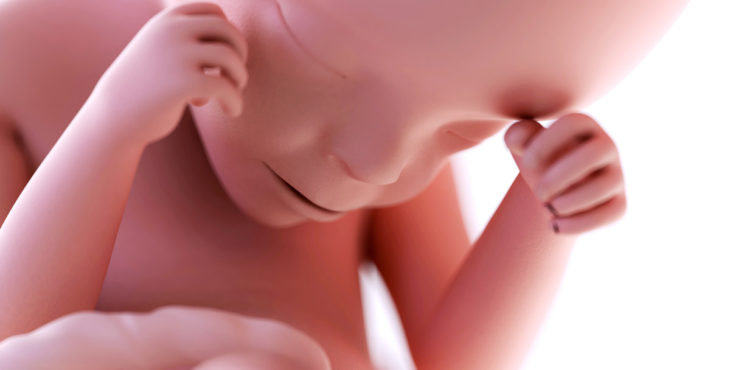 Desarrollo fetal semana 24 de embarazo