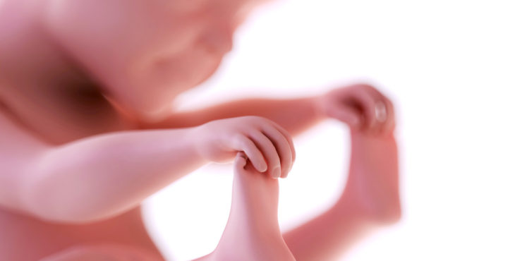 desarrollo fetal 25 semanas