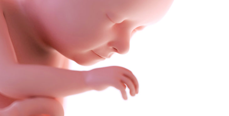 desarrollo fetal semana 37