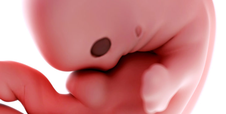 Embrión de 7 semanas de embarazo