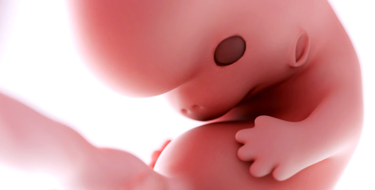 Embrión humano de 8 semanas