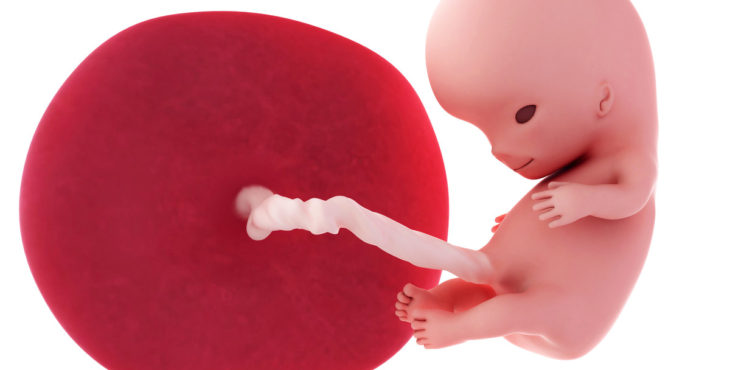 Los órganos vitales del feto ya están en su lugar y comenzando a funcionar, entre ellos los riñones, intestinos, cerebro e hígado