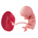 El desarrollo fetal en la semana 11 de embarazo
