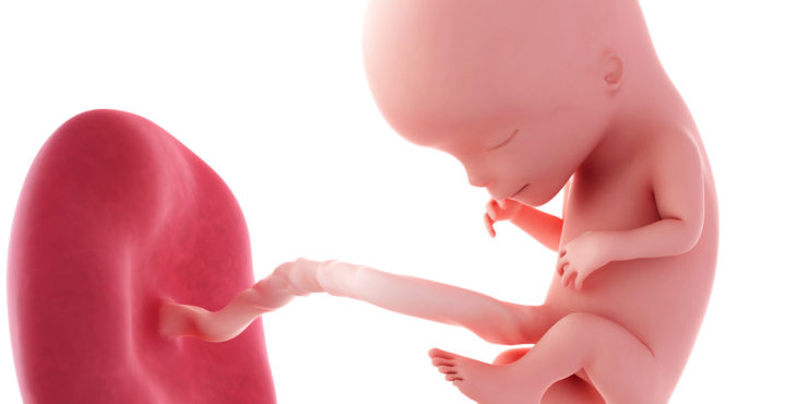 Desarrollo fetal semana 12 de embarazo