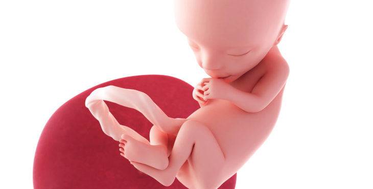 Desarrollo fetal en la semana 13 de embarazo