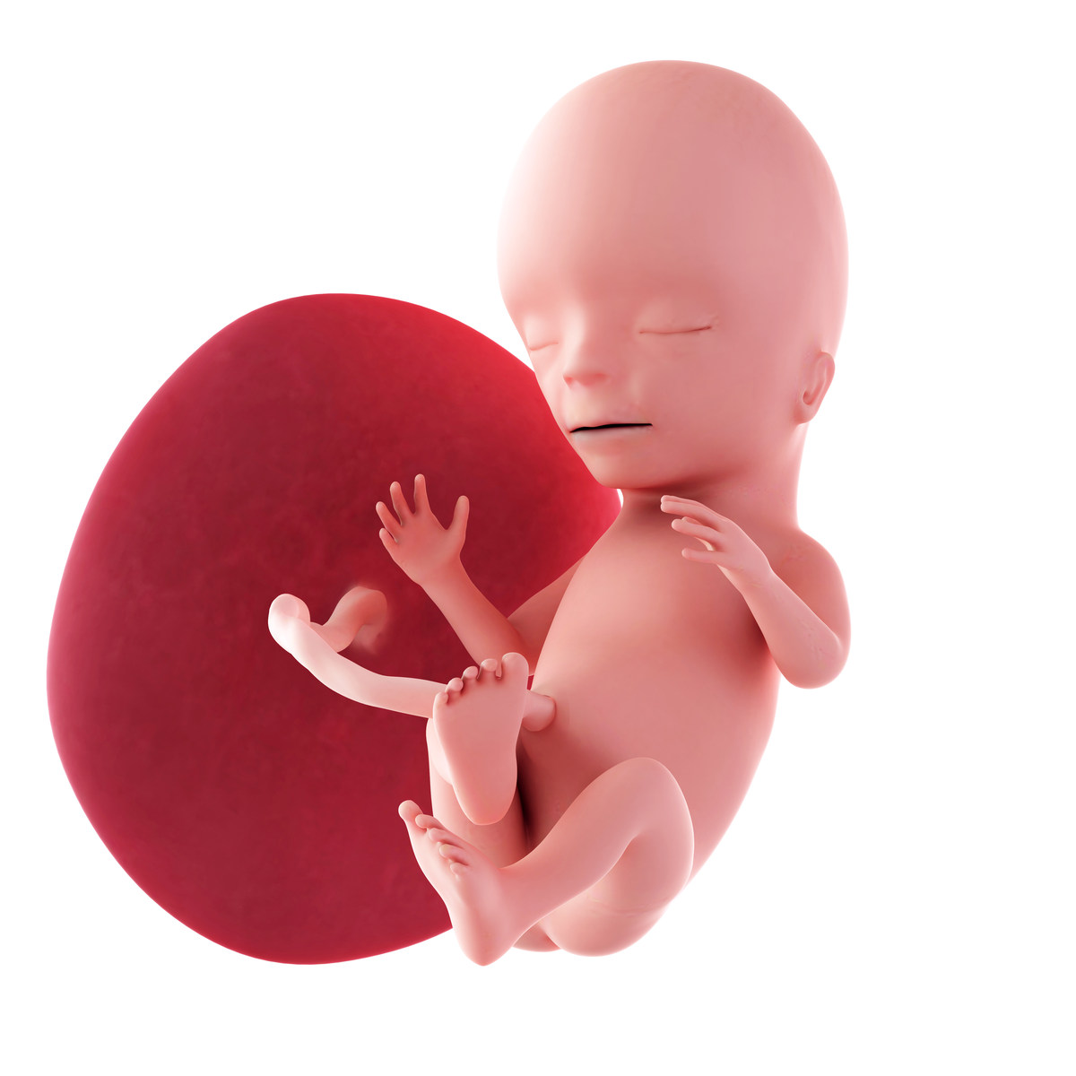 Feto de 15 semanas de hipertensión gestacional Feto de 15 semanas de hipertensión gestacional