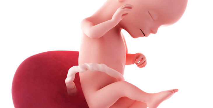 Desarrollo fetal semana 16 de embarazo