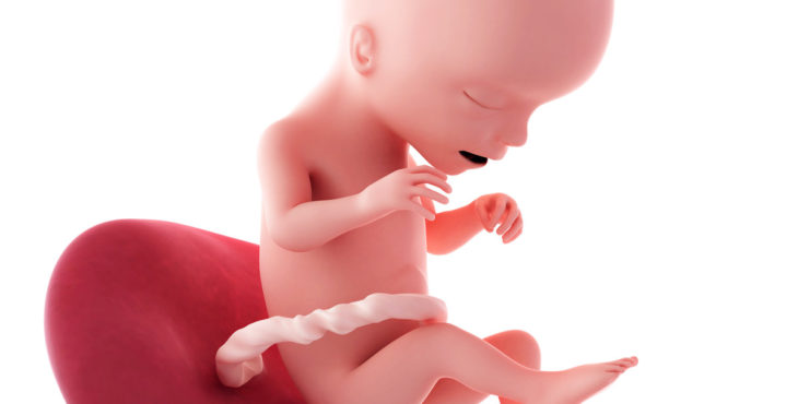 Desarrollo fetal semana 17