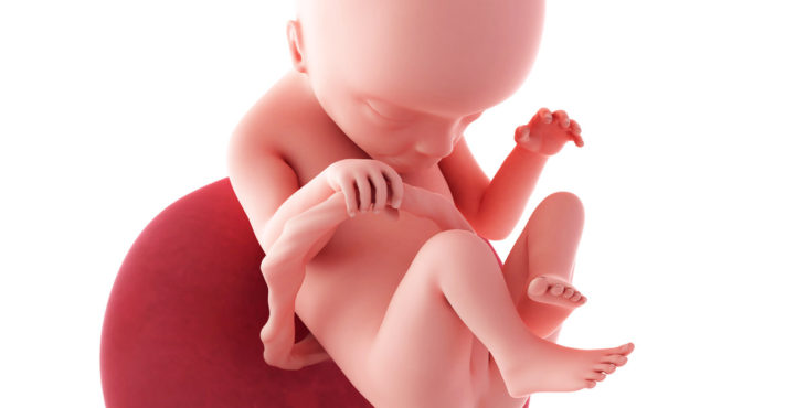 Desarrollo fetal semana 18 de embarazo