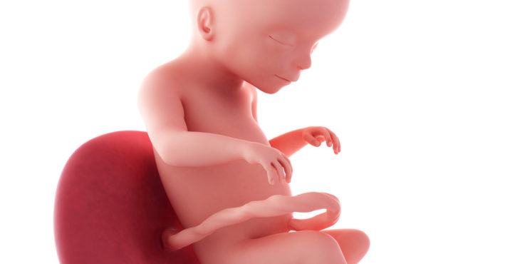 desarrollo fetal 20 semanas de embarazo