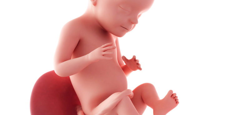 Desarrollo fetal semana 28