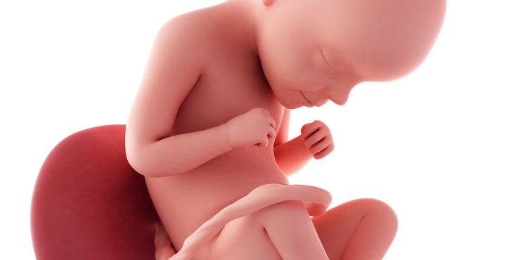 Desarrollo fetal semana 29 de embarazo