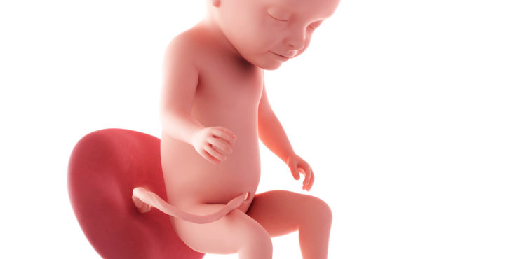 desarrollo fetal semana 31