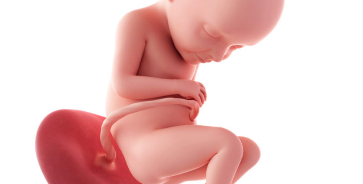 Desarrollo fetal semana 32 de embarazo