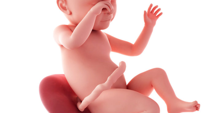 desarrollo fetal 39 semanas