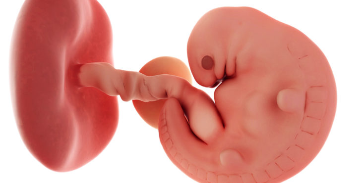 Embrión de 6 semanas