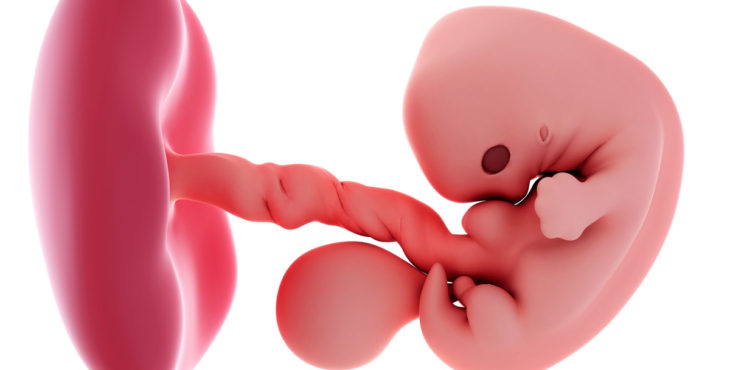Desarrollo embrional semana 7