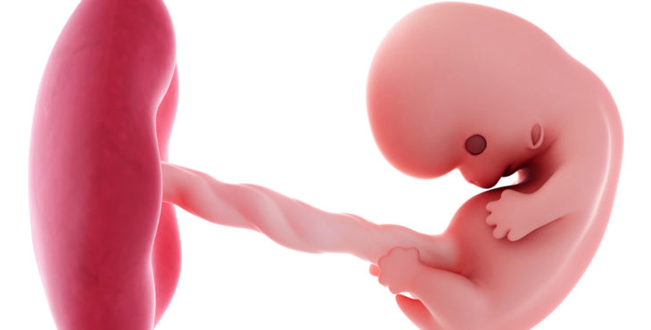 Embrión humano de 8 semanas