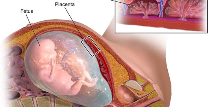 Placenta y feto