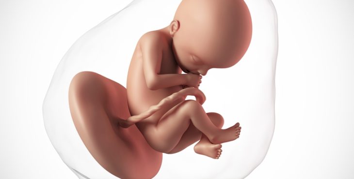 Desarrollo fetal semana 22