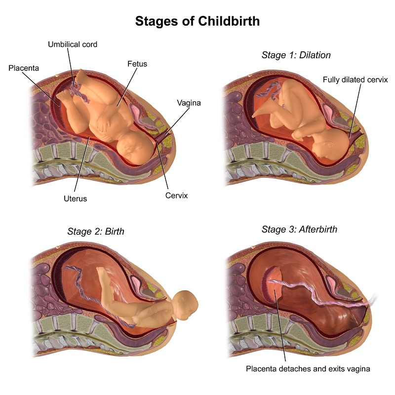 Sinceridad Cuidar Escultor Duración del parto en sus diferentes etapas - Canal Chupete