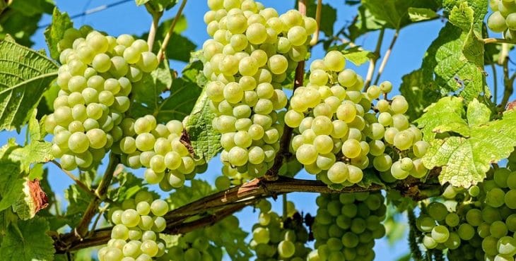 Las uvas es una de las frutas recomendadas en el embarazo