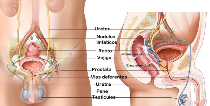 Posición normal de los testículos en los adultos
