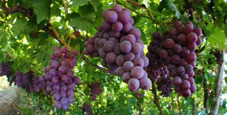 Cosecha de uvas