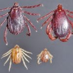 1- Garrapata de la especie Rhipicephalus