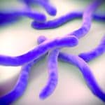 3.-Borrelia burgdorferi bacteria causante de la Enfermedad de Lyme