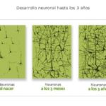 1-Conexiones neuronales