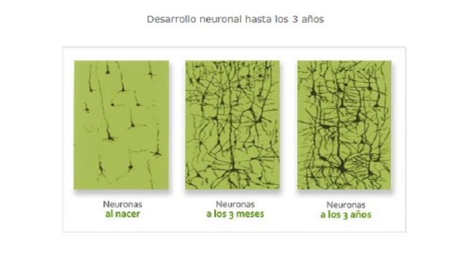 Conexión entre las neuronas