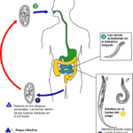 3-Ciclo de vida de Enterobius vermicularis