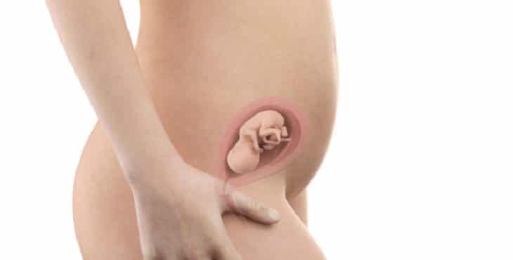 Desarrollo fetal a las 19 semanas