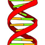 2-Alteraciones en la estructura del DNA