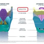 2-Localización anatómica de la epiglotis en la laringe