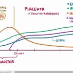 5-Producción hormonal durante el embarazo