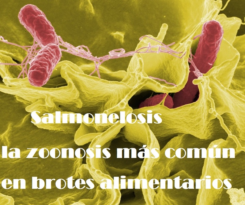 Salmonelosis: la zoonosis más común en brotes alimentarios